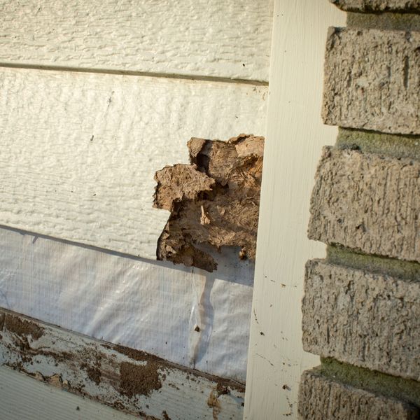 pest infestation